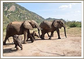 Yatta and Kinna with their babies Yoyo and Kama