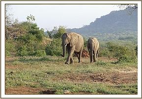 Ex Orphans Sunyei and Ishanga