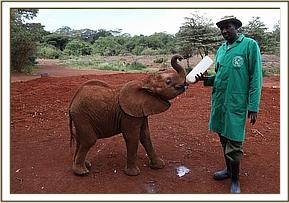 Kiasa having milk