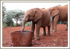 Ambo having a drink at mudbath