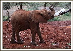 Kiasa having milk at mudbath