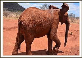 Lesanju running to Tundani to check on him