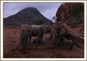 Lenana, Wendi, Galana and their babies