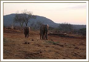 Ithumbah and Chyulu arriving