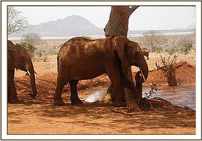 Lempaute scratching against a tree