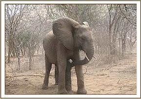 Yatta scratching against a tree stump