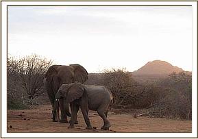 Kinna and a wild elephant