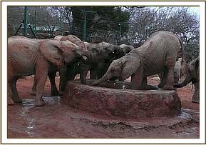 Sunyei getting inot hte water trough