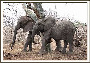 Mulika and Naserian scratching their ears
