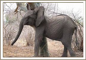 Naserian scratches her ear
