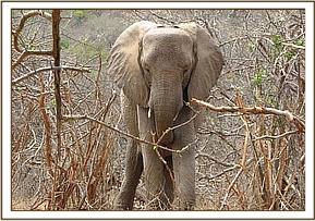 Mulika scratching her trunk