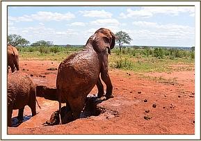 Lesanju climbing out of the mud bath