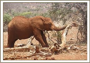 Arruba scratches on a tree