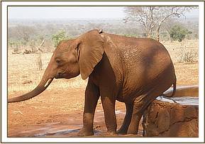 Arruba scratches on the water trough wall