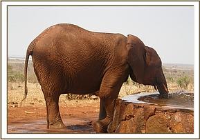 Arruba drinking water