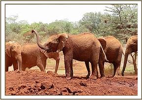 Mundusi soil dusting