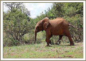 Mundusi running away