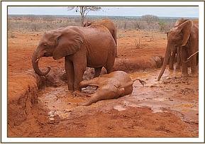 Lesanju and Wasessa watching Dabassa wallowing