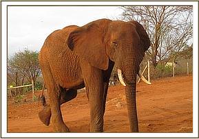 Laikipia at the stockade