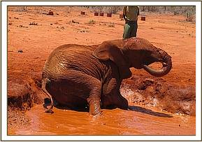 Sinya enjoying the mudbath