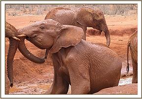 Lesanju scratching on the bank of the mudbath