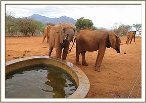 Lempaute at the stockade water trough with Kenia
