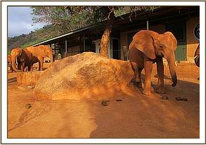 Lempaute scratches as the others drink water