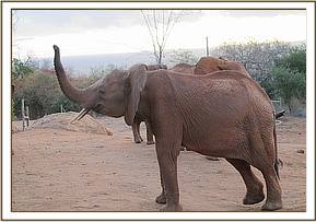 Lempute shows off her trunk