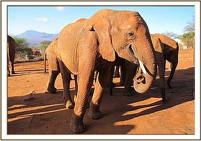 Lesanju shares copra with her group
