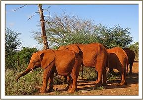 Sinya, Kenia & Ndii browse near the fence