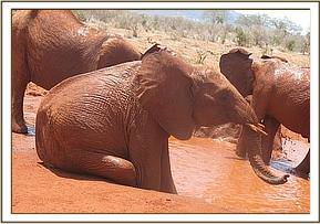 Sinya scratching while others mudbathe