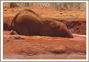 Lempaute enjoying a bath