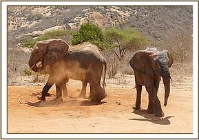 Nasalot dusting and Olare