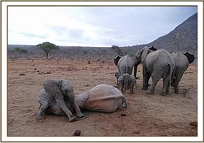 Wiva playing on Yetu