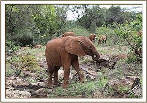 Sattao looking for Musiara