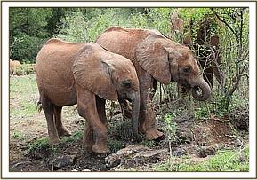 Maisha and Emoli avoided their playful friends