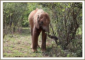 Emoli standing near his keepers