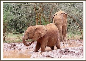 Ndiwa in the mud bath