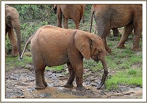 Enkesha playing in a puddle