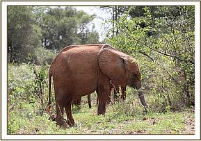 Maisha browsing