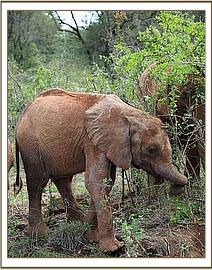 Emoli walking out