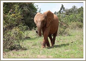 Mundusi slowly walking along