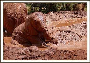 Enkesha so muddy