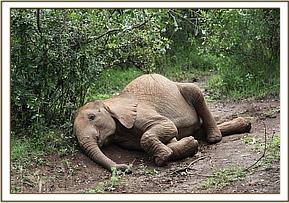 Orwa relaxing