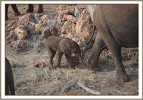 Baby Thor following his mother