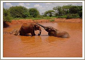 Aitong and Edo enjoy a mudwallow together