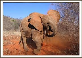 Sunyei charging towards a dikdik to chase it off