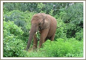 Napasha enjoying the vegetation after the rains