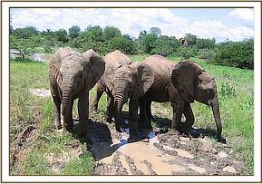 Old friends, Lualeni, Naserian and Kora together