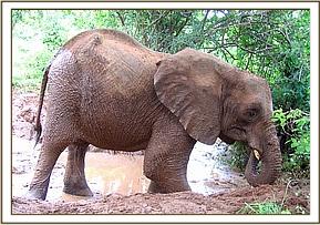 mulika playing in mud
